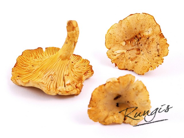 27521 Cantherellen 'girolles' kg