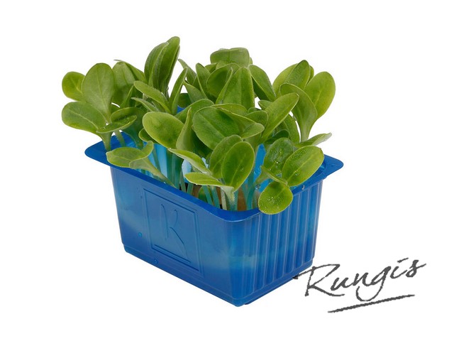 52012 Borage cress foliebakje